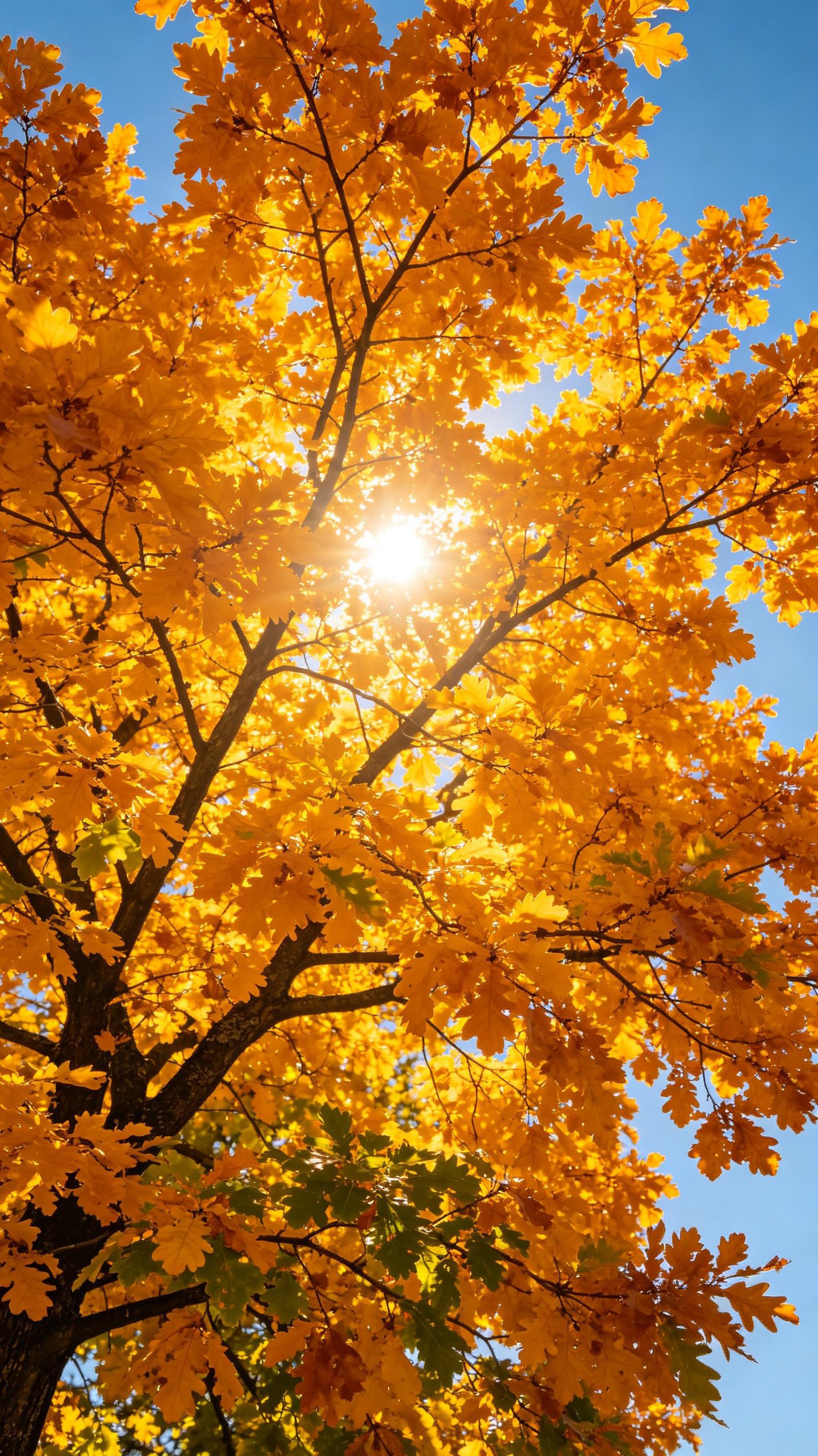 Golden Ginkgo Leaves