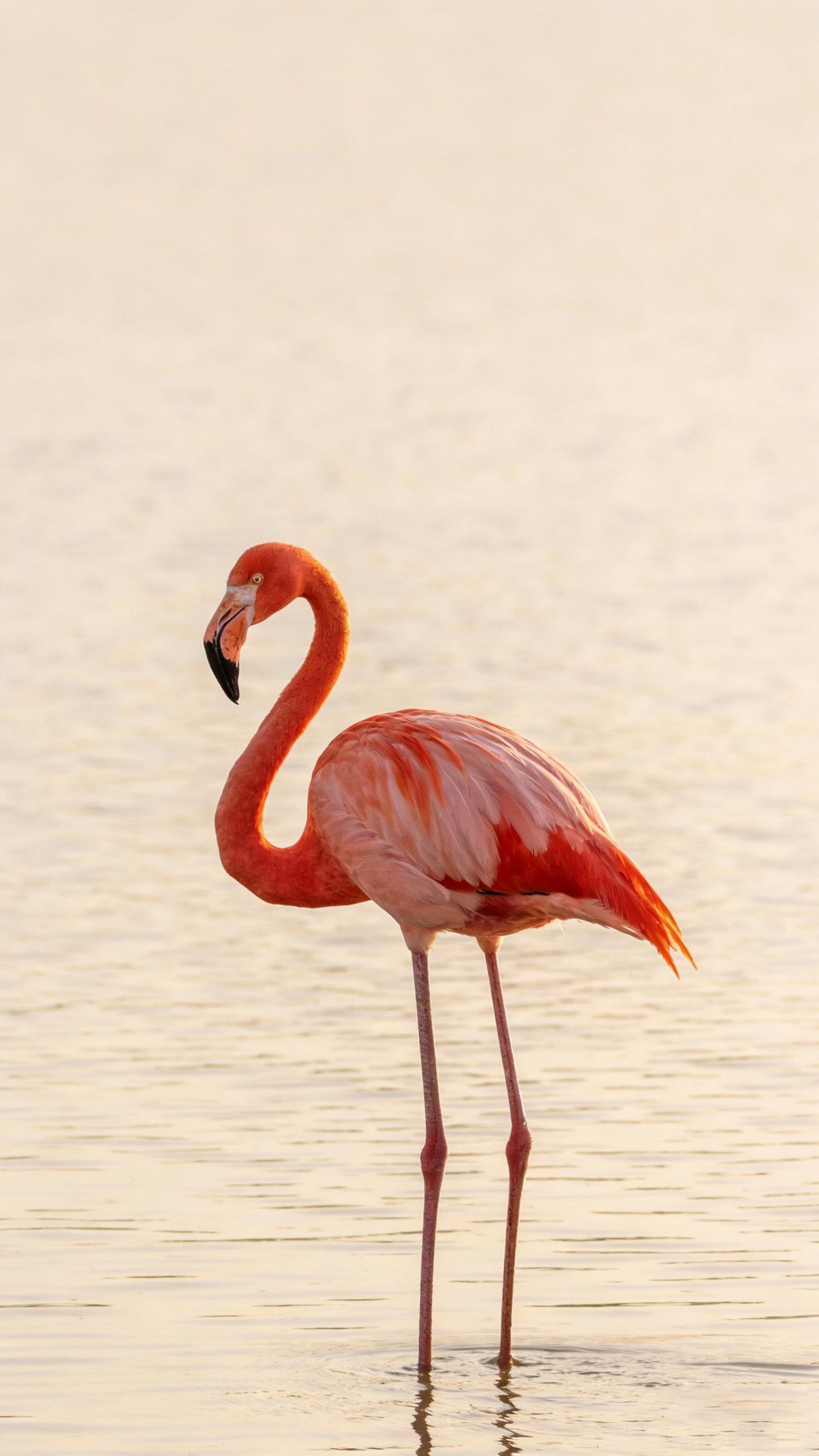 Flamingos Standing on One Leg