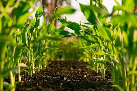Cultivating The Elegant And Tranquil Peace Lily