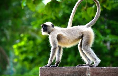 All true spider monkeys are on the verge of extinction.