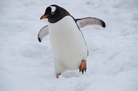 Fun Facts About Penguins