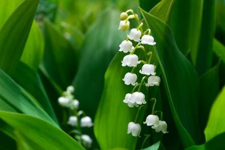 The Fragrant Shade-Loving Ground Cover That Thrives Almost Anywhere