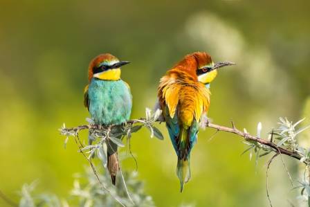 Things You Didn’t Know About: Bee-eaters
