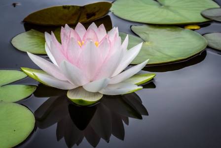 Watch Out for Water-Lilies!