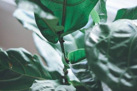 Fiddle Leaf Fig Houseplant