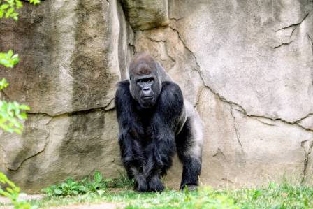 Gorilla: The Largest of the Great Apes