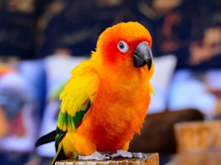 5 Things to Know About Sun Conures