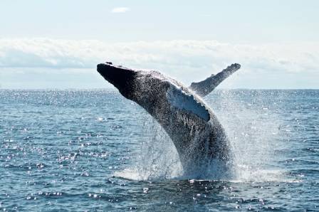 Humongous Humpback Whale Facts