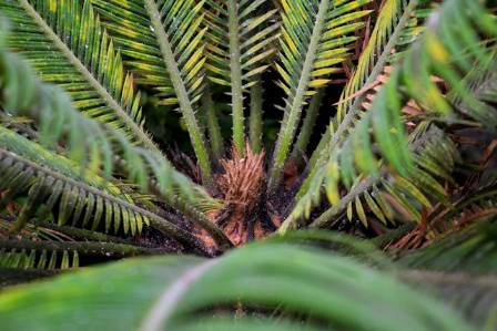 Sago Palm: The Ancient Plant That Isn’t Really a Palm