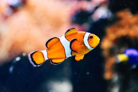 5 Fun Facts About Clownfish