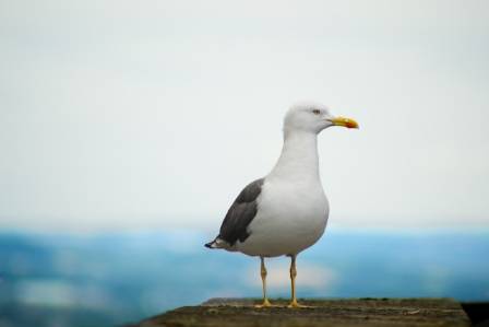 4 Surprising Facts That Might Change How You See Seagulls