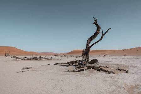 How to Revive a Dehydrated Tree: A Guide to Rehydrating Underwatered Trees