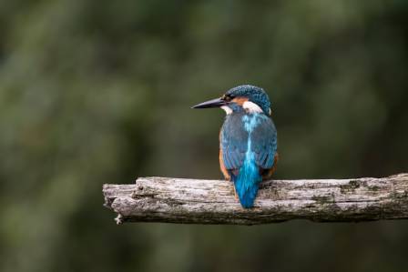Common Kingfisher