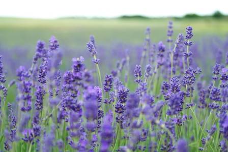 Lavender, the Useful Plant