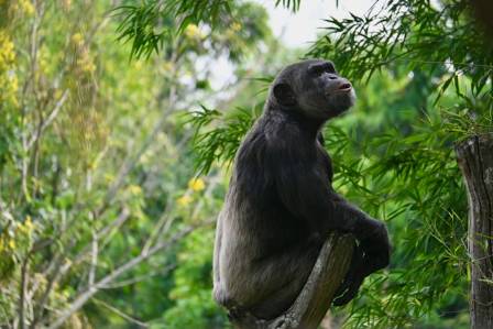 Fascinating Facts About the Common Chimpanzee