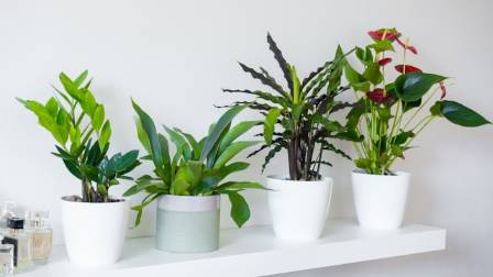 Care Guide for the ZZ Plant