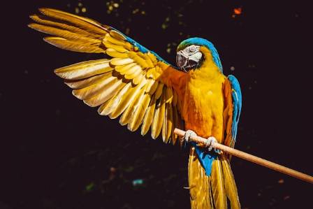 14 Fascinating Facts About Parrots