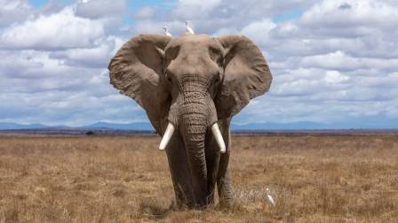 Tusks and Horns: The World of Elephants and Rhinos