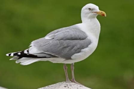 The 7 Most Shocking Truths About Seagulls You Never Knew