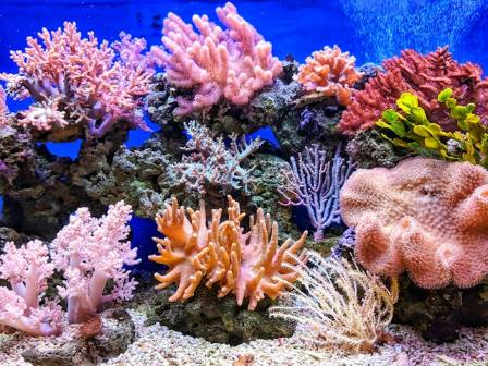 Seven Surprising Facts about Coral