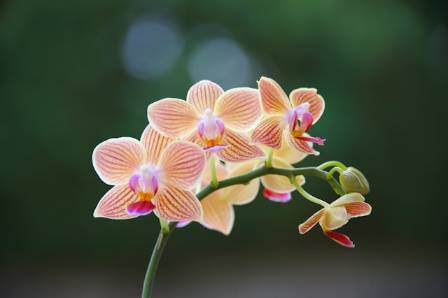 How to Grow and Care for an Orchid So It Blooms for Years