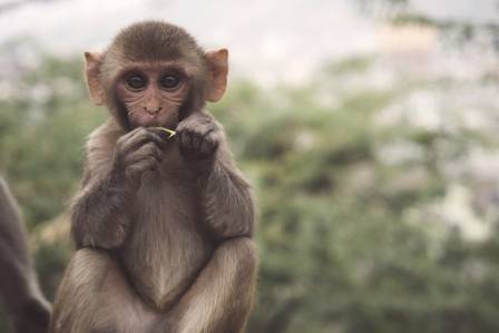 Monkeys: Curious Minds of the Canopy