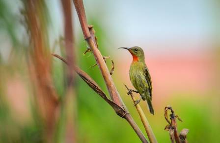 The Brilliant Beauty of the Black-Throated Sunbird