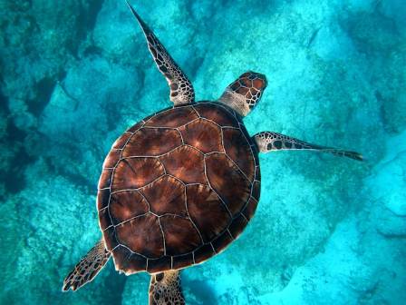 Secrets of the Incredible Green Sea Turtle and the Urgent Fight to Save It