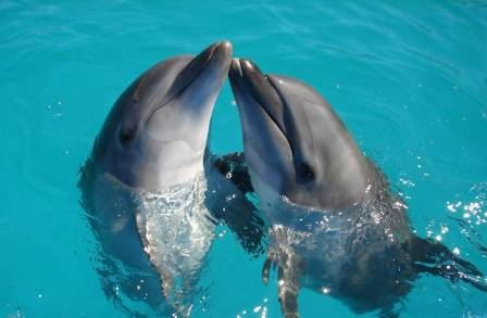 What is a dolphin?