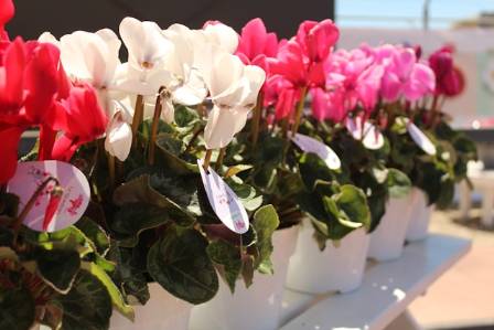 Mastering Cyclamen Care for Lasting Winter Blooms
