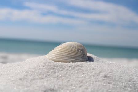 Why Picking Up Seashells From the Shoreline Is a Surprisingly Destructive Habit According to Scientists
