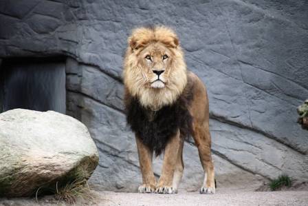 The King of the Jungle: Unveiling the Behaviors, Ecology, and Conservation of Lions