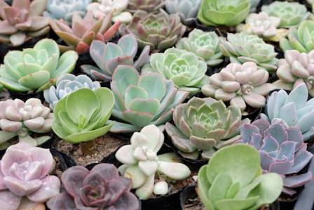 Success with Succulents