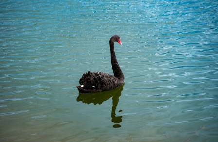 Black Swan: The World’s Only Completely Black Swan