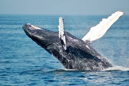 Amazing facts about whales