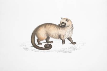 Bizarre Animal Renderings from a Sixteenth-Century Natural History Text