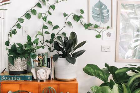 Easy Indoor Plants for Beginners