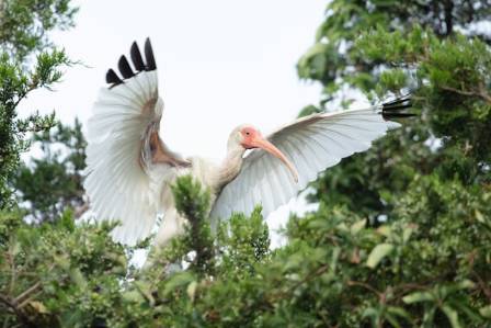 Celebrating Biodiversity: Asian Crested Ibis