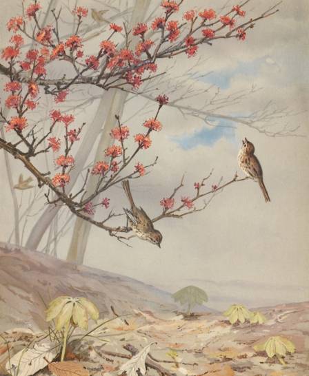 Essential Techniques for Boneless Flower and Bird Painting
