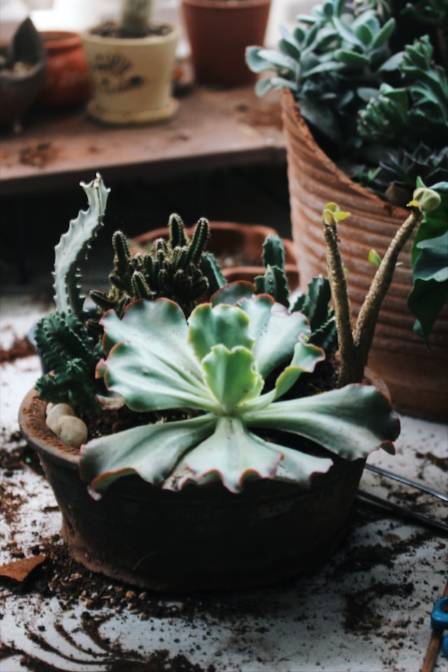 Essential Steps for Starting a Successful Balcony Garden