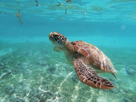 The World of Sea Turtles