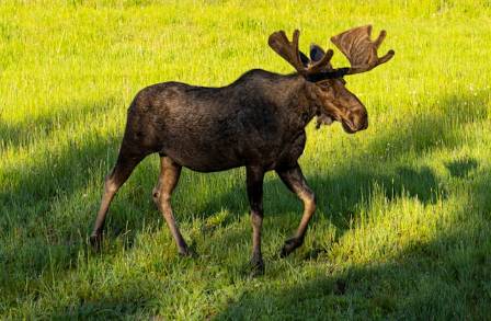 Seven Things to know about Moose