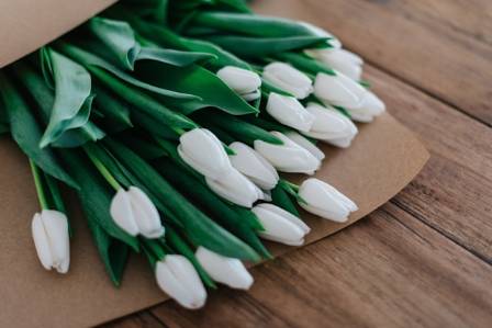 How to Care for Tulips After They Bloom — Ensuring Colorful Returns Each Spring