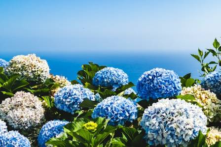 Growing Hydrangeas