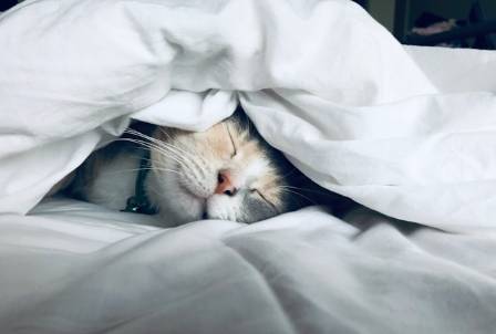 8 Cool Wild Cats You Probably Don’t Know