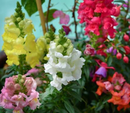 Antirrhinum majus: From Greenhouse Production to Floral Arrangements
