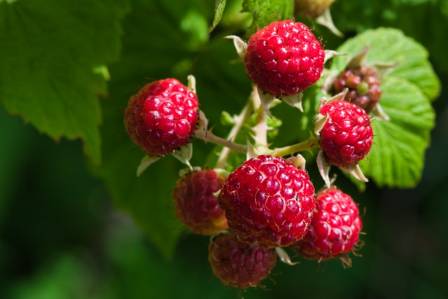 The Health Benefits of Regularly Consuming Raspberries