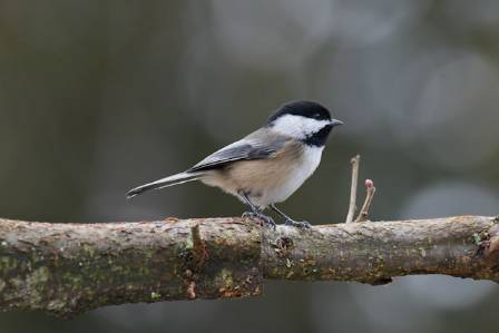 The Black-capped Chickadee: A Tiny Bird With a Remarkable Predator Warning System