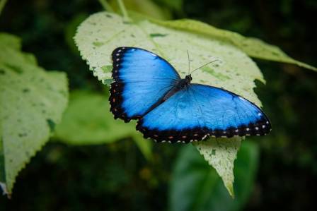 Discovering the Blue Morpho Butterfly: A Marvel of Nature
