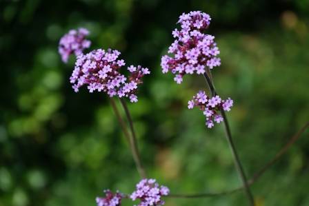 Things You Need To Know About Growing Verbena Bonariensis